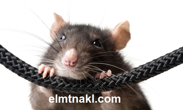 شركة مكافحة حشرات بجدة