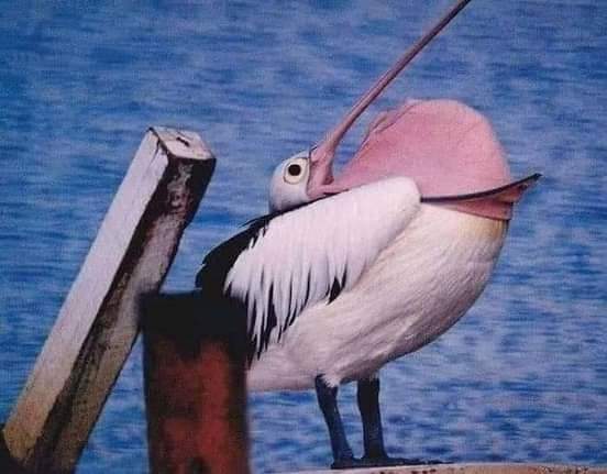 نقره لعرض الصورة في صفحة مستقلة