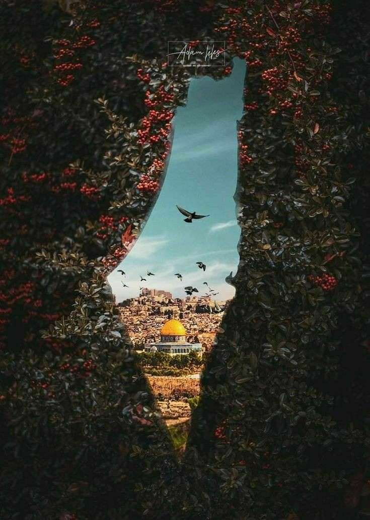 نقره لعرض الصورة في صفحة مستقلة