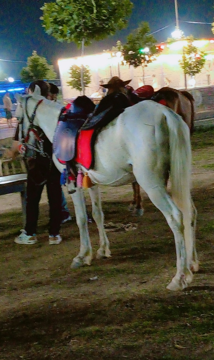 عدستي تصويري amp128247