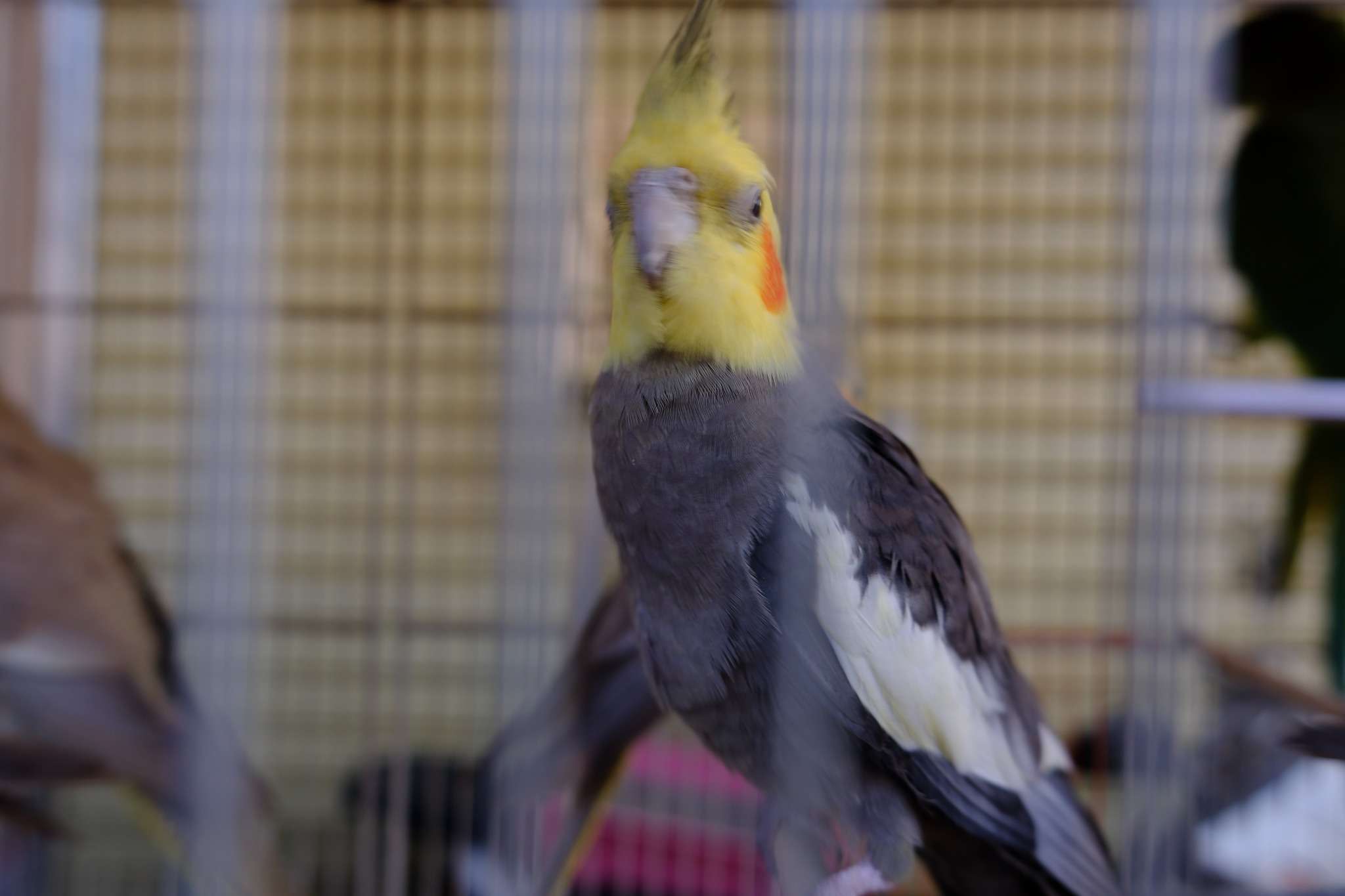 طيور سوق الغزل