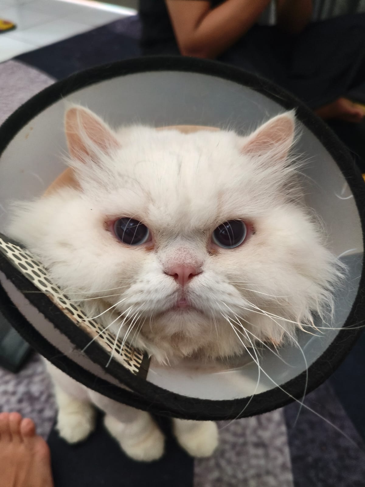 Moza kucing penjelajah dan penasaran